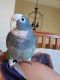 Pionus Parrot Birds for sale in Ball Ground, GA 30107, USA. price: NA