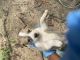 Pitsky Puppies for sale in Beech Island, SC 29842, USA. price: $10,000