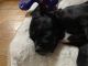 Pitsky Puppies for sale in Detroit, MI, USA. price: NA