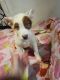 Pitsky Puppies for sale in Mt Holly, NJ, USA. price: NA