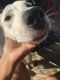 Pitsky Puppies for sale in Norcross, GA, USA. price: $250