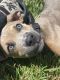 Pitsky Puppies for sale in St Marks Rd SW, Winston-Salem, NC 27103, USA. price: $250