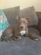 Pitsky Puppies for sale in North East, MD 21901, USA. price: NA