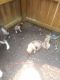 Pitsky Puppies for sale in SAINT LOUISVL, OH 43071, USA. price: $500