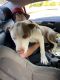 Pitsky Puppies for sale in Whittier, CA, USA. price: NA