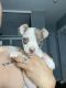 Pitsky Puppies for sale in El Mirage, AZ 85335, USA. price: NA