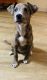 Pitsky Puppies for sale in McAllen, TX, USA. price: NA