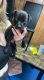 Pitsky Puppies for sale in Lafayette, IN, USA. price: $100
