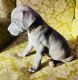 Pitsky Puppies for sale in Hartselle, AL 35640, USA. price: $400