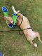 Pitsky Puppies for sale in Bowie, MD, USA. price: $1,500