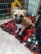 Pitsky Puppies for sale in Durango, CO, USA. price: NA