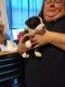 Pitsky Puppies for sale in New London, CT, USA. price: NA