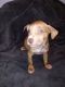 Pitsky Puppies for sale in Austin, TX, USA. price: NA