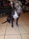 Pitsky Puppies for sale in Allentown, PA, USA. price: $250