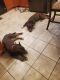 Pitsky Puppies for sale in Ringwood, NJ, USA. price: NA