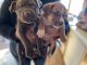 Pitsky Puppies for sale in Emeryville, CA, USA. price: NA