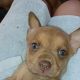 Pitsky Puppies for sale in Monte Vista, CO 81144, USA. price: $250
