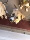 Pitsky Puppies for sale in Ramona, CA 92065, USA. price: NA
