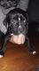 Pitsky Puppies for sale in East Liverpool, OH 43920, USA. price: NA