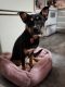 Pitsky Puppies for sale in Albany, OR, USA. price: $150