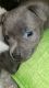 Pitsky Puppies for sale in Larchmont, NY, USA. price: NA