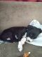 Pitsky Puppies for sale in Felicity, OH, USA. price: NA