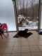 Pitsky Puppies for sale in Hurleyville, NY, USA. price: $400