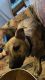 Pitsky Puppies for sale in Hickory, NC, USA. price: $800