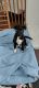 Pitsky Puppies for sale in North Ridgeville, OH, USA. price: NA