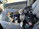 Pitsky Puppies for sale in Pittsgrove, NJ 08318, USA. price: NA
