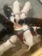Pitsky Puppies for sale in Statesville, NC, USA. price: $12,500