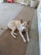 Pitsky Puppies for sale in Mecca, CA 92254, USA. price: NA