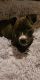 Pitsky Puppies for sale in Louisville, KY, USA. price: NA