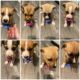 Pitsky Puppies for sale in Hamilton, AL 35570, USA. price: $250