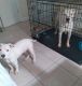 Pitsky Puppies for sale in Hollywood, FL, USA. price: $700