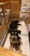 Pitsky Puppies for sale in Cottonwood, AZ, USA. price: $200