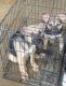 Pitsky Puppies for sale in Indianapolis, IN, USA. price: $200