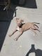 Pitsky Puppies for sale in West Covina, CA, USA. price: NA