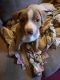 Pitsky Puppies for sale in Boyceville, WI 54725, USA. price: $600