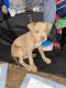 Pitsky Puppies for sale in Cleveland, TX, USA. price: NA