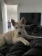 Pitsky Puppies for sale in Gilbert, AZ, USA. price: NA