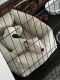 Pitsky Puppies for sale in Cleveland, OH, USA. price: $600
