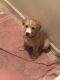 Pitsky Puppies for sale in 2400 Oak Hill Rd, San Antonio, TX 78238, USA. price: NA