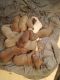 Pitsky Puppies for sale in Bolivia, NC 28422, USA. price: $100