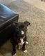 Pitsky Puppies for sale in Lexington Park, MD 20653, USA. price: NA