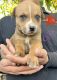Pitsky Puppies for sale in Fallbrook, CA 92028, USA. price: $350