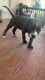 Pitsky Puppies for sale in Irving, TX 75060, USA. price: NA