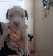 Pitsky Puppies for sale in Las Vegas, NV, USA. price: $400