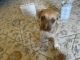Pitsky Puppies for sale in Bakersfield, CA, USA. price: $500