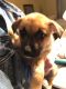 Pitsky Puppies for sale in 2305 Stuyvesant Dr, Niskayuna, NY 12309, USA. price: $500